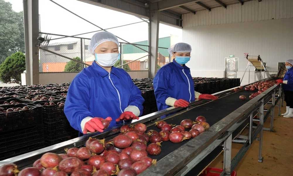 Viet Nam becomes 11th largest supplier of processed produce to the US